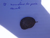 DSC01368 - marmeleiro-da-praia Dalbergia ecastaphyllum, Fabaceae