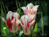 Tulipes *************Bonne journée mes ami(e)s❤️