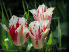 Tulipes *************Bonne journée mes ami(e)s❤️