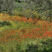 Landscape near Scicli