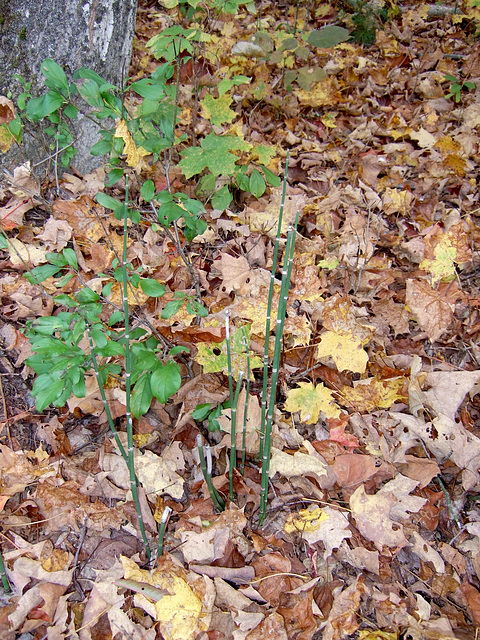 Greens and browns