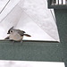 Tufted Titmouse