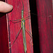 Phasmid IMG_7355