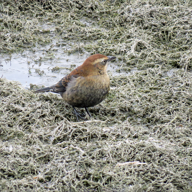 Yesterday's treat - Rusty Blackbird female