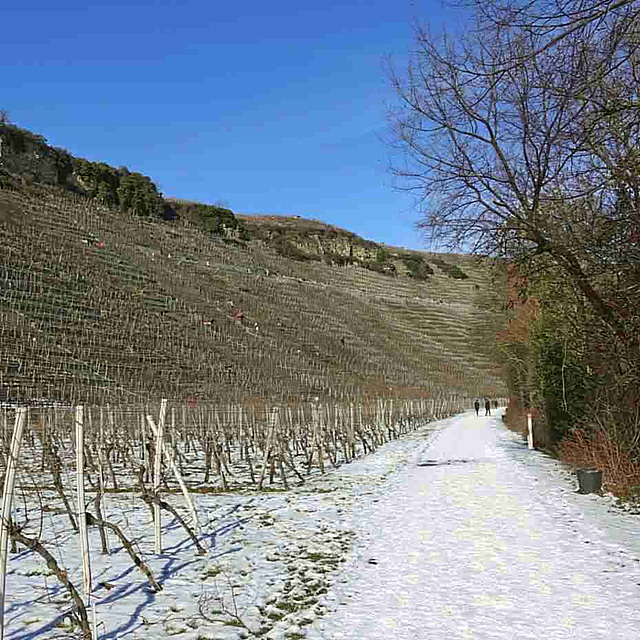 Württemberger Weinanbaugebiet