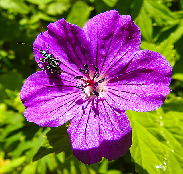 20210613 0834CPw [D~LIP] Grüner Scheinbockkäfer (Oedemera nobilis) [Blaugrüner Schenkelkäfer], Malve, UWZ, Bad Salzuflen