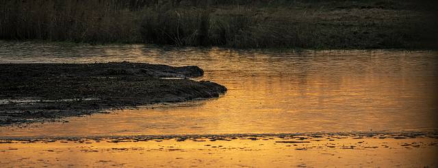 Burton wetlands in the evening