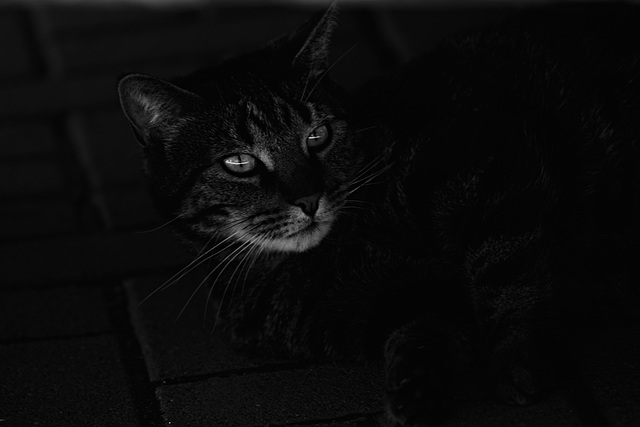 Luna, unter Auto, Familie, Benneckenstein