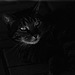 Luna, unter Auto, Familie, Benneckenstein