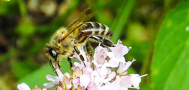 20230716 2004CPw [D~LIP] Dost (Origanum vulgare), Honigbiene, Bad Salzuflen
