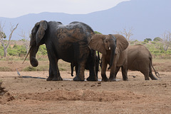 Elephants at the waterhole.