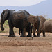 Elephants at the waterhole.