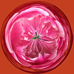 peony #4 orb