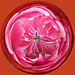 peony #4 orb