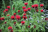 Monardes