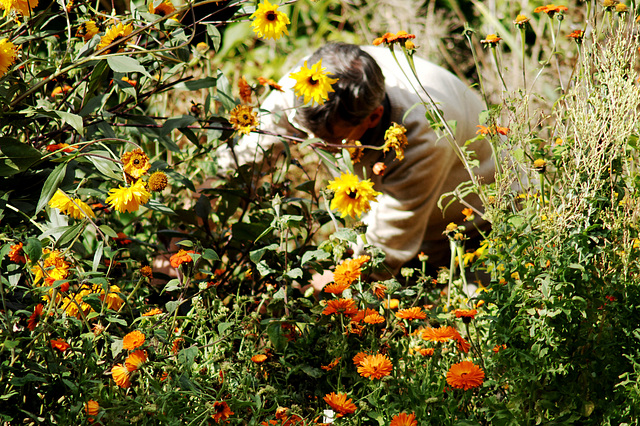 The Gardener