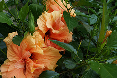 hibiskus 035