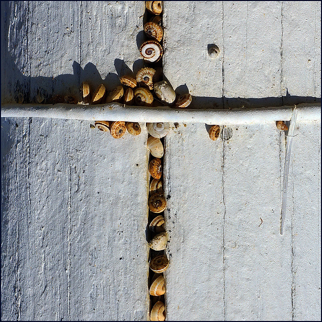 Schnecken verstecken