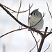 Tufted Titmouse