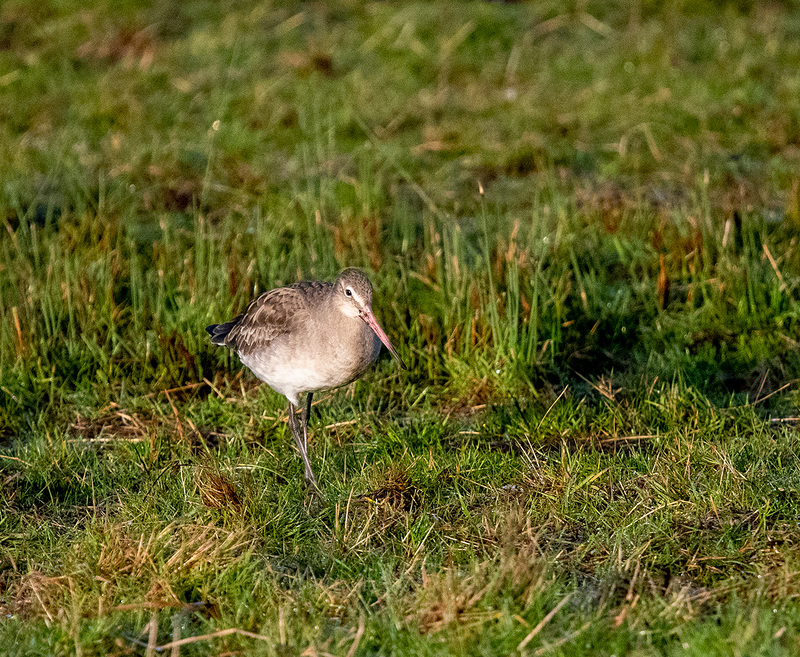 a black tailed godwit