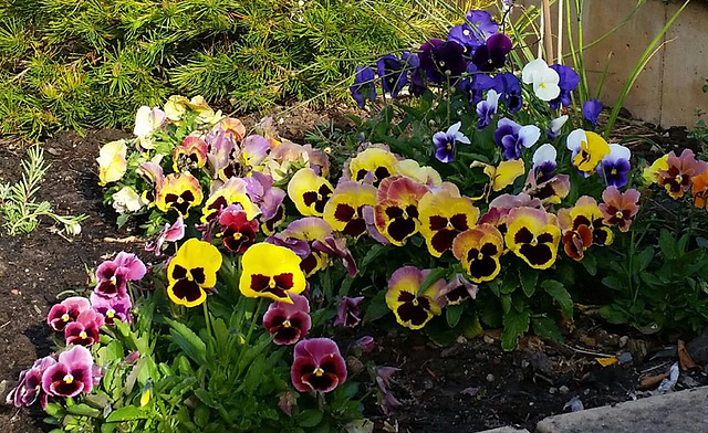 pansies