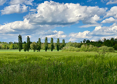 Landschaft am Bodensee