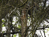 20210607 0563CPw [D~LIP] Buntspecht, Bad Salzuflen