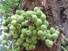 Ficus racemosa fruits at Makutta