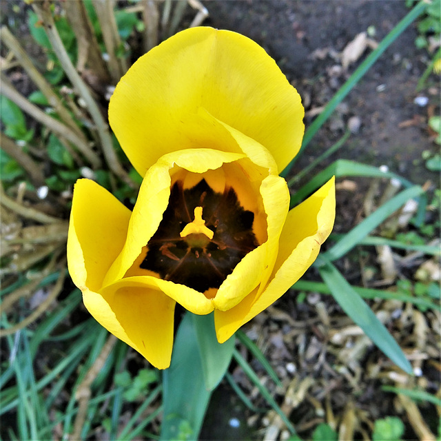 Tulpe