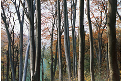 Autumn forest  (Buchenwald)