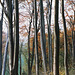 Autumn forest  (Buchenwald)