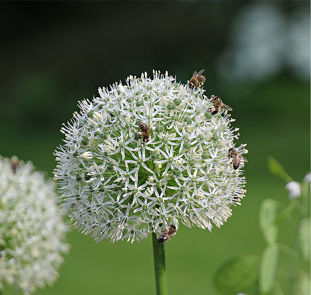 Blütenkugel mit vielen Bienen