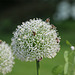 Blütenkugel mit vielen Bienen