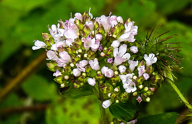 20230716 2005CPw [D~LIP] Dost (Origanum vulgare), Bad Salzuflen
