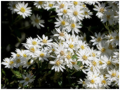 Olearia scilloniensis.......Bon jeudi mes ami(e)s ❤️