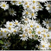 Olearia scilloniensis.......Bon jeudi mes ami(e)s ❤️
