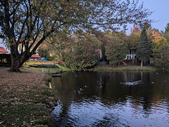 Baignade de canards joyeux / Happy ducks swimming