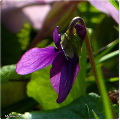 MON JARDIN