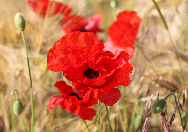 La fragilité des coquelicots