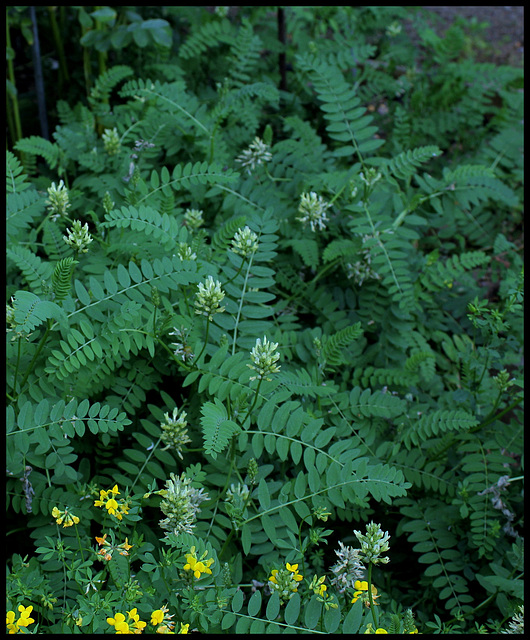 Astragalus sp (3)