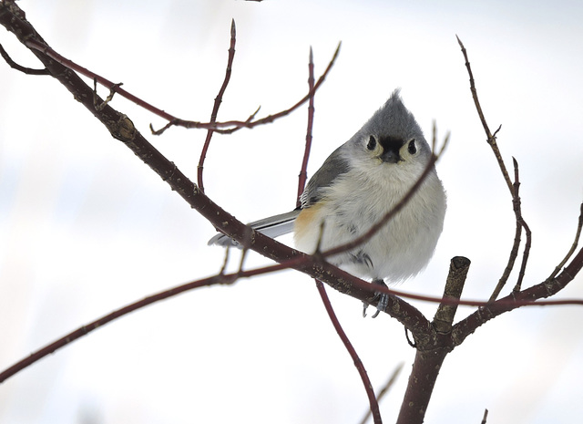 Tufted Titmouse