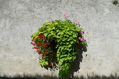 Muraille en fleur.