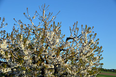 Frühling im Kirschbaum