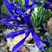 Iris reticulata (netted iris or golden netted iris).
