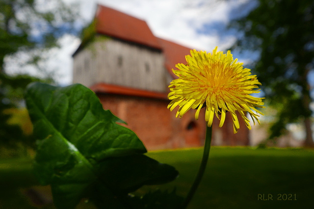 Dorfkirche Dambeck mit Löwenzahn