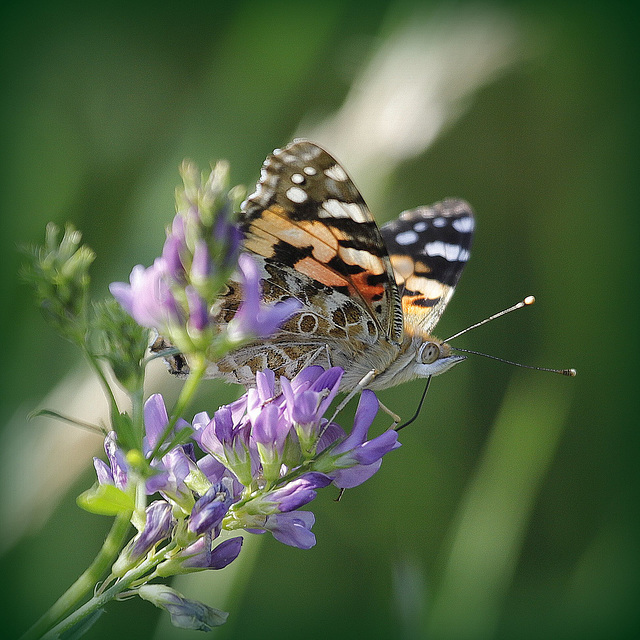 Un faible pour le nectar