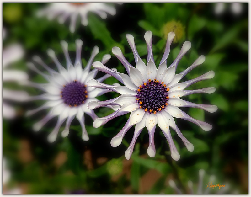 Osteospermum ..............Belle fin de soirée et bon jeudi à tous❤️