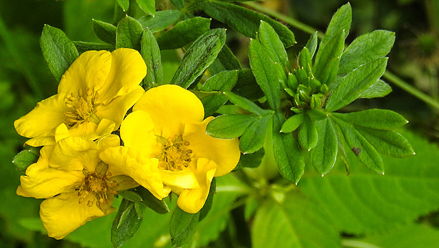 20230716 2008CPw [D~LIP] Fingerstrauch (Dasiohora fruticosa), Bad Salzuflen