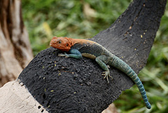 Agama agama lizard.