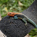 Agama agama lizard.